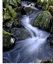 naturbild.gif